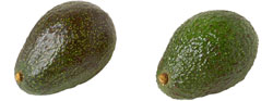 Avocados - Haas, Fuerte, Zutano, Sharwil,