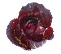 Cabbage - Danish and Red