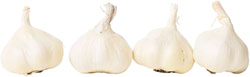 Artichokes - Italian (Green Globe), French (Pointed) and Thornless varieties